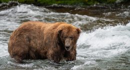 Battle of the bears: Fat Bear Week set to begin Oct. 4