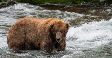 Battle of the bears: Fat Bear Week set to begin Oct. 4