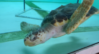 Beloved loggerhead turtle 'Ike' to be released into the sea