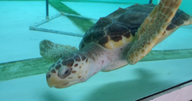Beloved loggerhead turtle 'Ike' to be released into the sea
