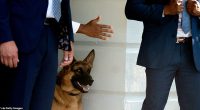 President Joe Biden 's dog Commander has bitten another Secret Service agent, marking the 11th biting incident at the White House. The 2-year-old German Shepherd bit an agent on Monday evening.
