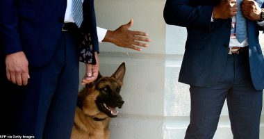 President Joe Biden 's dog Commander has bitten another Secret Service agent, marking the 11th biting incident at the White House. The 2-year-old German Shepherd bit an agent on Monday evening.