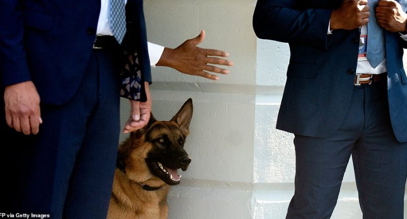 President Joe Biden 's dog Commander has bitten another Secret Service agent, marking the 11th biting incident at the White House. The 2-year-old German Shepherd bit an agent on Monday evening.