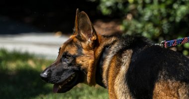 Biden's dog Commander involved in 11th reported biting incident in past year