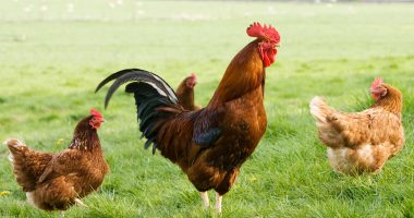 Bird-brained new AI ‘translates what chickens are saying’ and even reveals when they’re secretly clucking furious