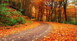 Blue skies, leaf colors and pumpkin spice: 4 Fast Facts about fall