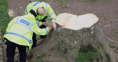 Boy, 16, arrested after iconic Sycamore Gap Tree along Hadrian's Wall which featured in 1991 Robin Hood film was felled
