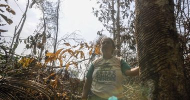 Brazil slows Amazon deforestation, but in Chico Mendes' homeland, it risks being too late