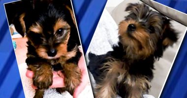 Brevard County couple gets scammed in ‘Puppies for Sale’ rip-off