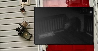Bumbling bear wreaks havoc, destruction in attempt to enter Virginia home