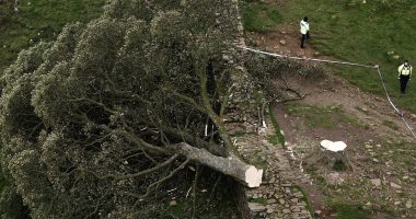Could the Sycamore Gap Tree come back to life? Experts say Britain's most famous tree could be saved but warn it will take decades to regrow - as police quiz boy, 16, arrested over felling