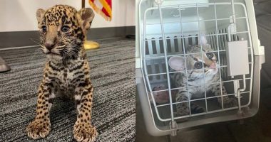 Couple arrested while trying to sell jaguar cub out of Academy parking lot, officials say