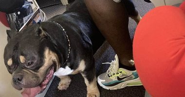 A couple whose flight was ruined by a 'farting, snorting' emotional assistance dog has received compensation from the airline