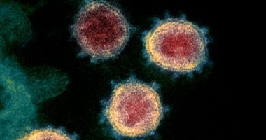 An electron microscope image of the virus that causes Covid-19.
