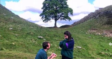 Devastated Britons mourn destroyed Sycamore Gap tree and share fond memories of their visits - including marriage proposals and scattering ashes