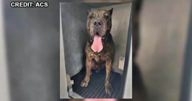 A dog attack won’t necessarily lead to the dog’s death