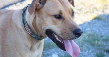 A couple has been left 'heartbroken and in shock' after their beloved dog Sarge (pictured) was killed by mistake by a local council, despite being microchipped