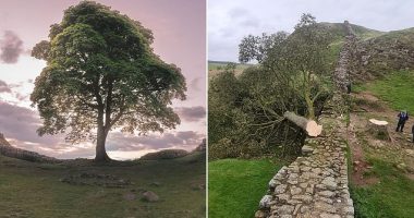 Famous Sycamore Gap tree is cut down overnight: Heartbreak at 'malicious act of vandalism' as police suspect the iconic landmark along Hadrian's Wall was 'deliberately felled'