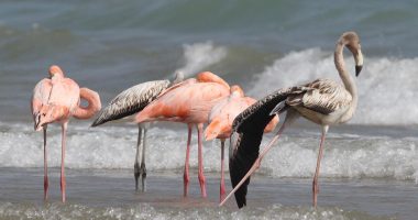 Flamingos on Lake Michigan? Tropical birds visit the shoreline in a first for Wisconsin
