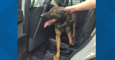 Florida K-9 found 24 hours after going missing while following suspect into the woods