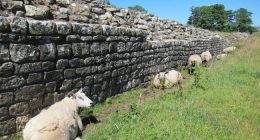 Greek Sheep Sing, 'Everybody Must Get Stoned'