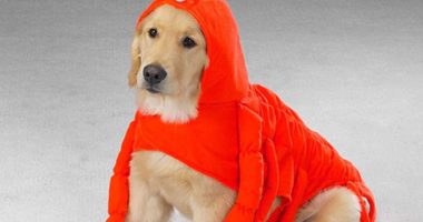 It’s Never Too Early To Think About Dog Halloween Costumes