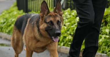 Joe Biden's Dog Bites Another Secret Service Agent: 11th Known Incident