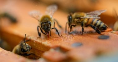 Man dies after being stung by swarm of bees in Kentucky