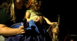 Missing toddler found sleeping on her dog, miles from Michigan home