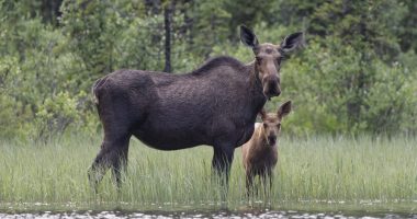 Moose attacks woman walking her dog on Colorado trail