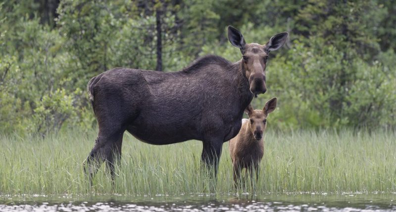 Moose attacks woman walking her dog on Colorado trail