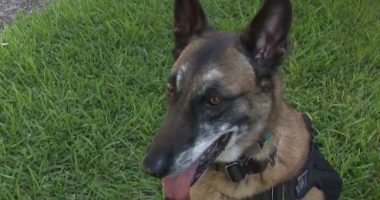Service dogs honored for their hard work during National Service Dog Month