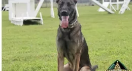 PASCO COUNTY, Fla. - Pasco Sheriff's Office is excited to announce a new addition to the team, K-9 Harley.