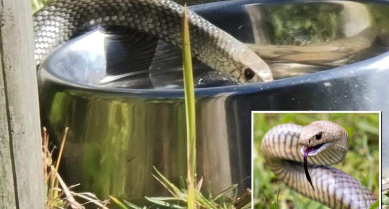 Pet owners terrified after snake seen drinking from dog bowl