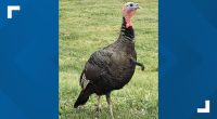 Police confirm Ralph the beloved Twinsburg Turkey has died