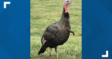 Police confirm Ralph the beloved Twinsburg Turkey has died