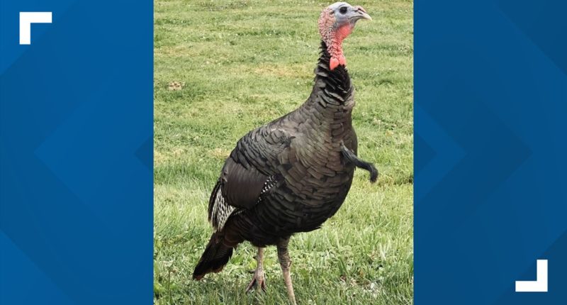 Police confirm Ralph the beloved Twinsburg Turkey has died
