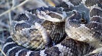‘Something is a little different about this’: Rare rattlesnake found in Kerr County