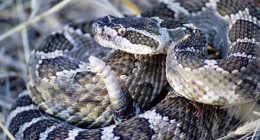 ‘Something is a little different about this’: Rare rattlesnake found in Kerr County