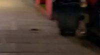 Footage shows a few rats brazenly scurry across the pavement (like the one pictured)