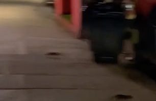 Footage shows a few rats brazenly scurry across the pavement (like the one pictured)