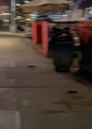 Footage shows a few rats brazenly scurry across the pavement (like the one pictured)