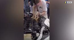 Snake inside car: Mechanics spot 8-foot boa constrictor under hood of vehicle in Myrtle Beach