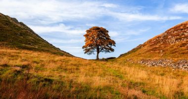 Some Jerk Just Chopped Down One Of The World’s Most Iconic Trees