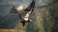 Some counites see California condors for first time in 100 years