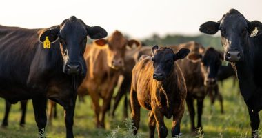 Summer Grilling Season Ends, But Not The High Price Of Beef
