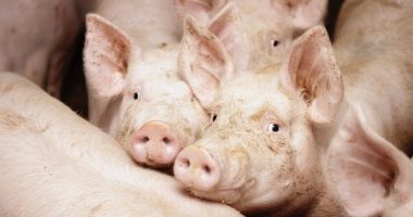 Surgeons Successfully Transplant Pig Heart Into 58-Year-Old Man