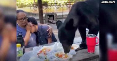 WATCH: Mother bravely shields son as bear leaps on picnic table to devour his birthday enchiladas