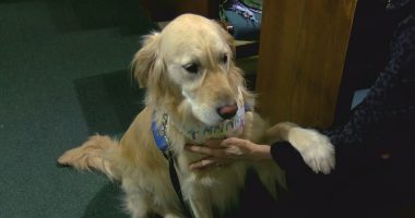 Well-known Toledo comfort dog passes away after lifetime of service