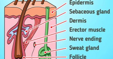 Whether or Not We Need to Remove Hair From the Body
